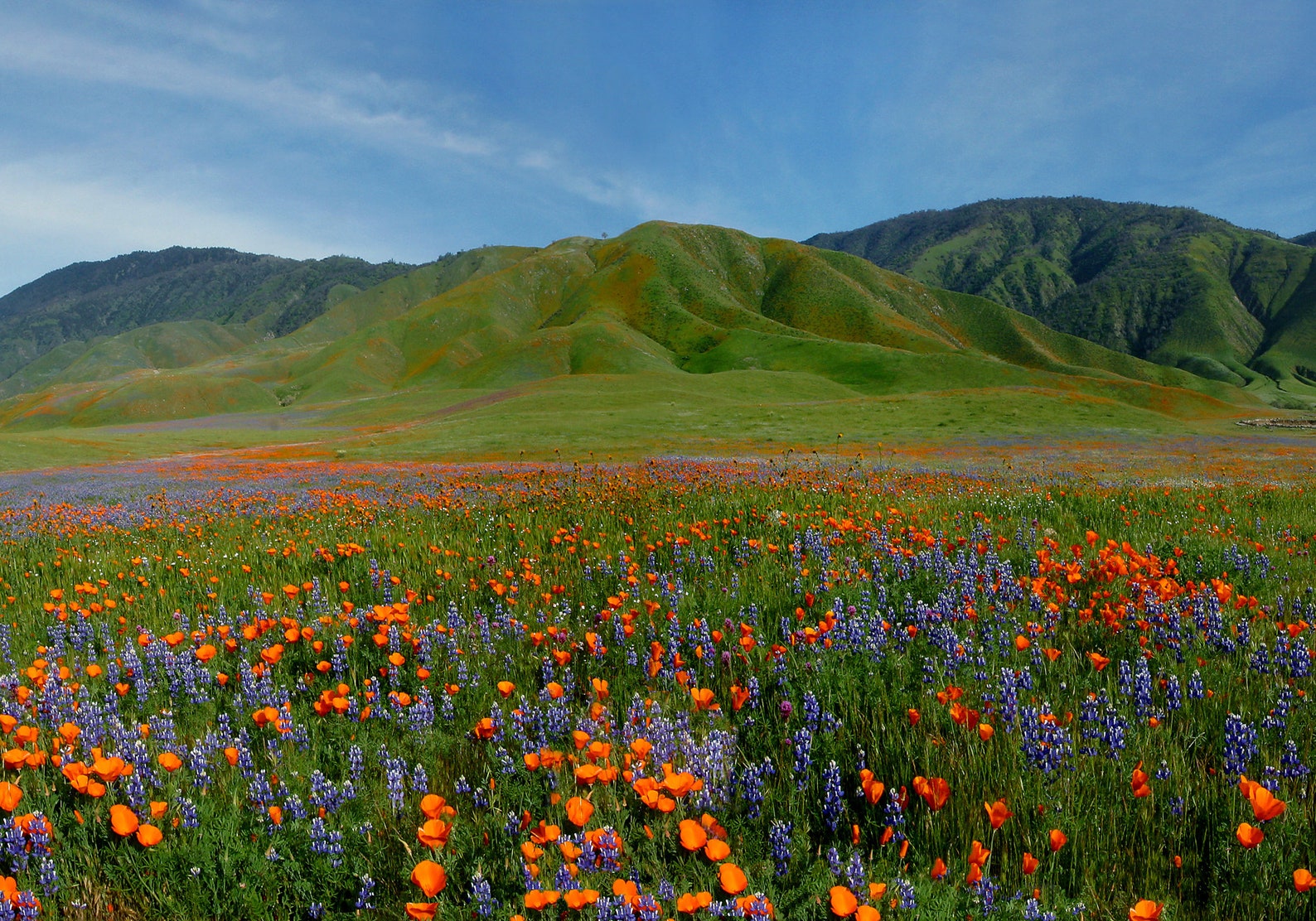Arvin Splash a photograph of wildflowers growing outside of Etsy