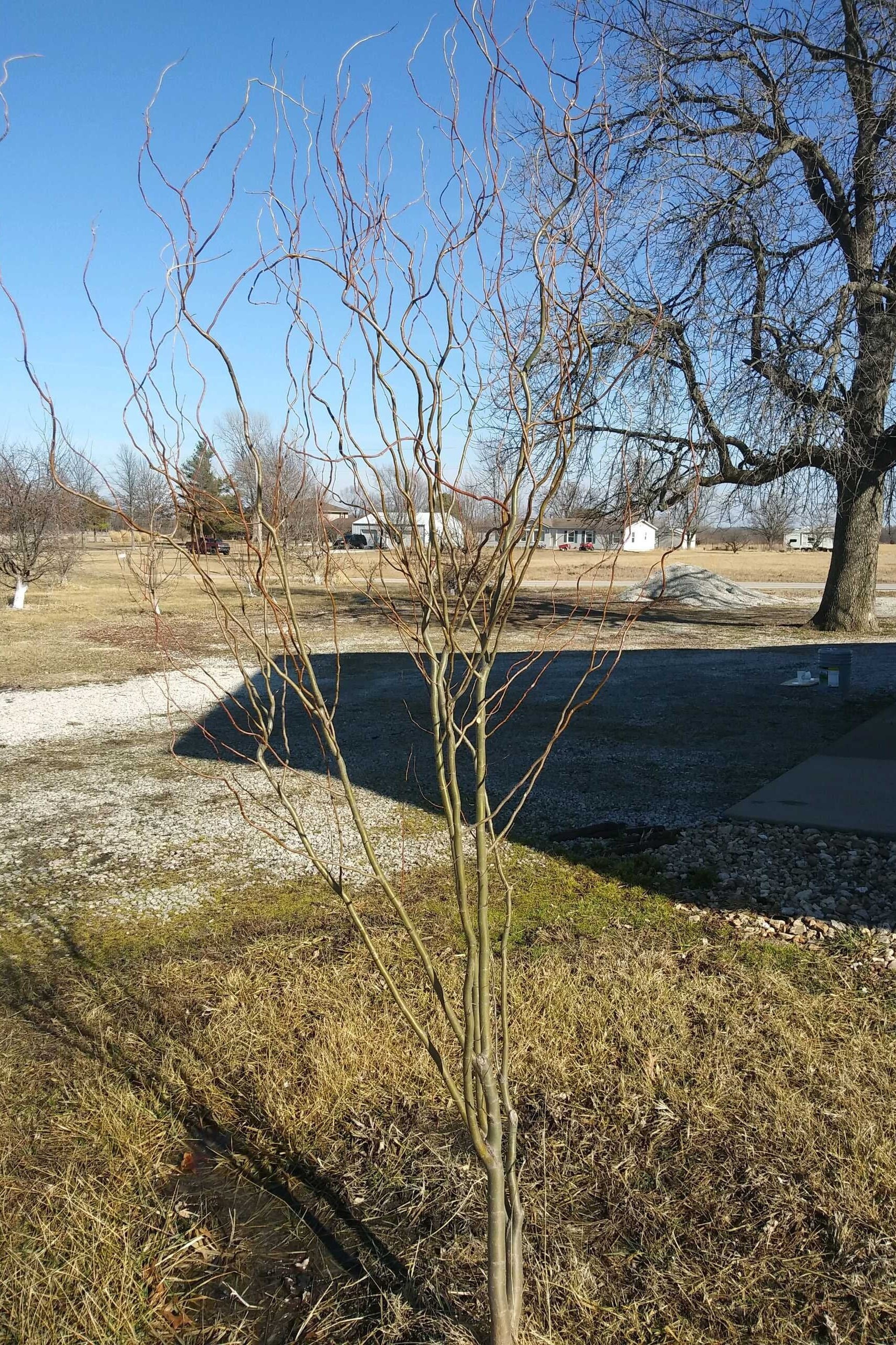 10 Corkscrew Aka Curly Willow Cuttings Etsy UK