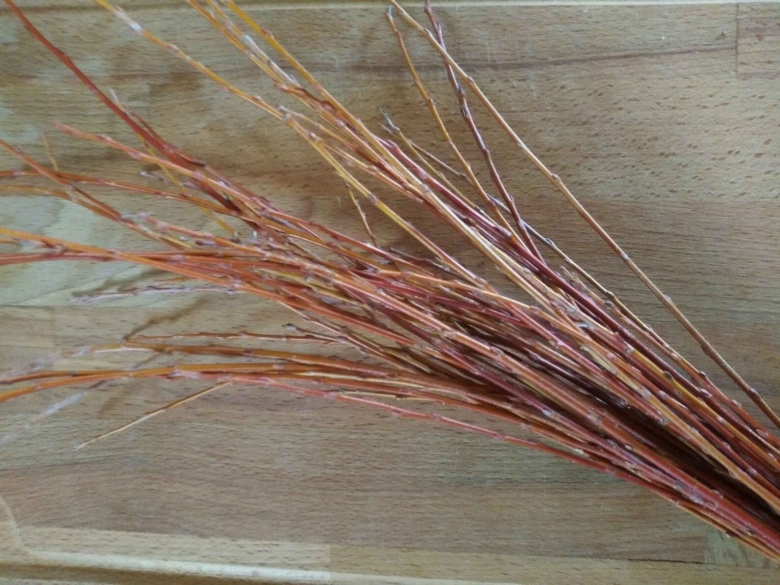 10 Red Willow Cuttings for Rooting Etsy