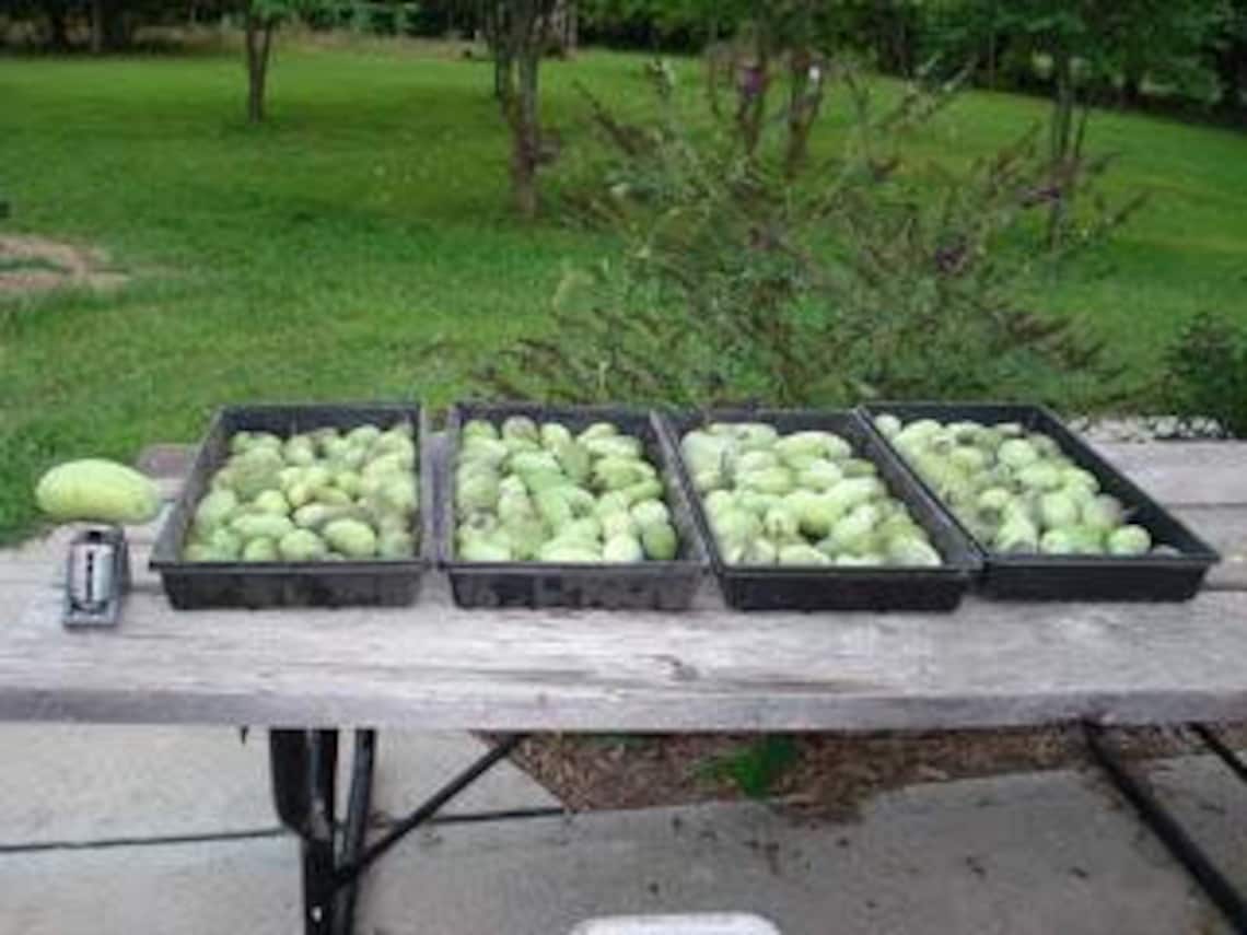 20 Organic Paw Paw Seeds Stratified ready to plant 2020 Etsy