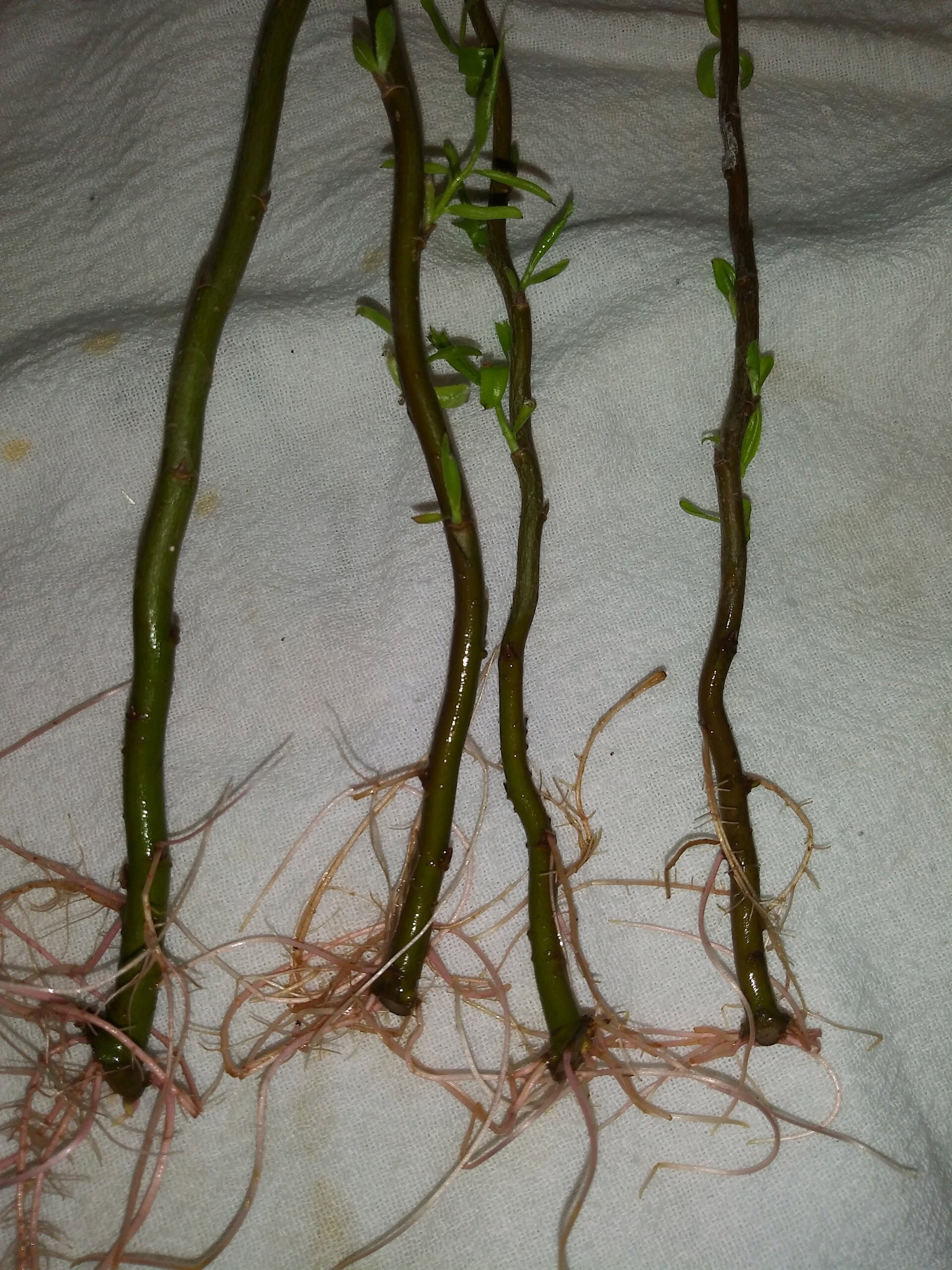 10 Corkscrew Aka Curly Willow Cuttings Etsy UK