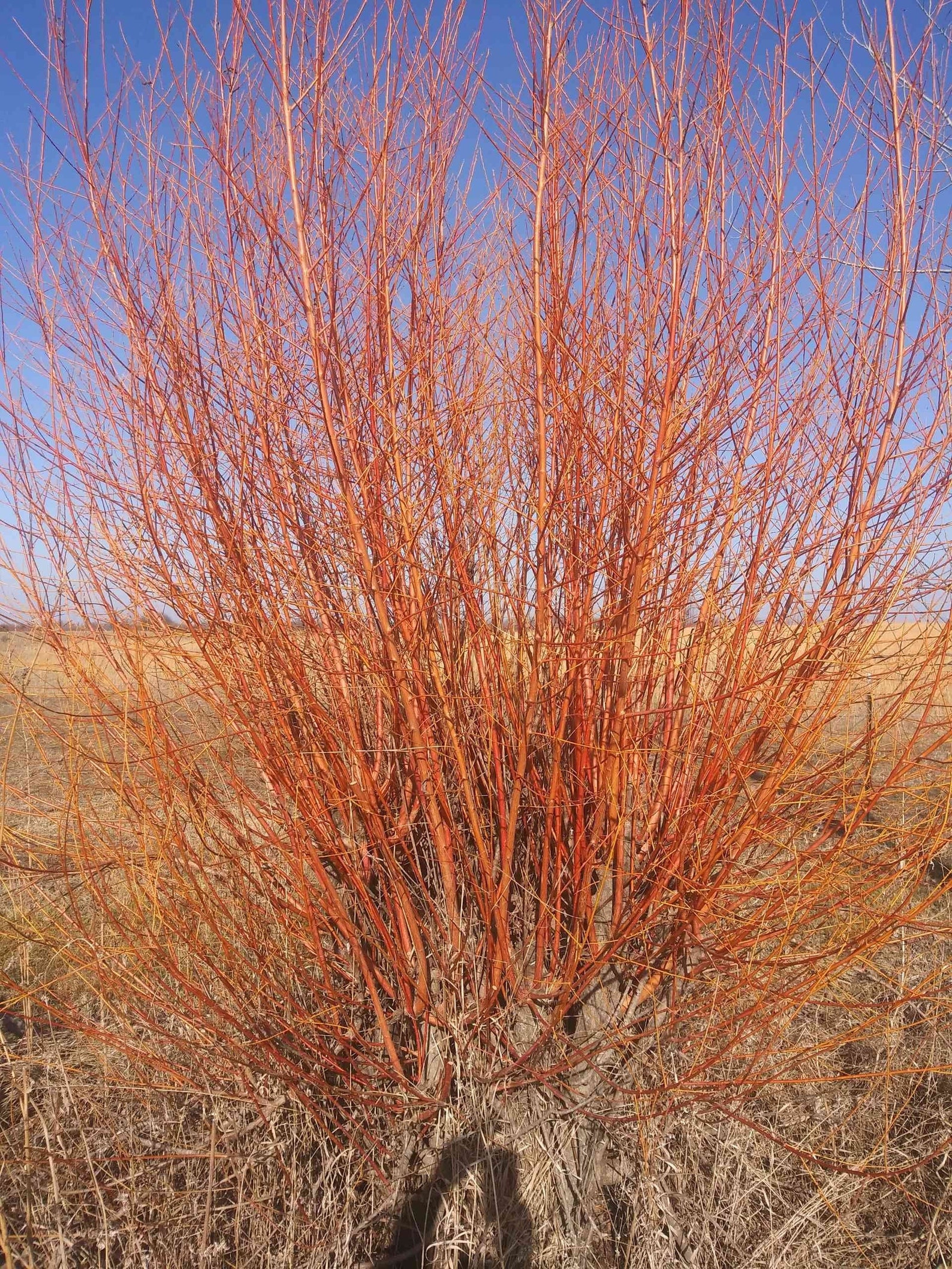 10 Red Willow Cuttings for Rooting Etsy