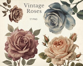Clipart z różami w stylu vintage, pakiet 17 obrazów PNG, neutralna ilustracja kwiatowa, botaniczne róże, cyfrowe pobieranie do użytku komercyjnego