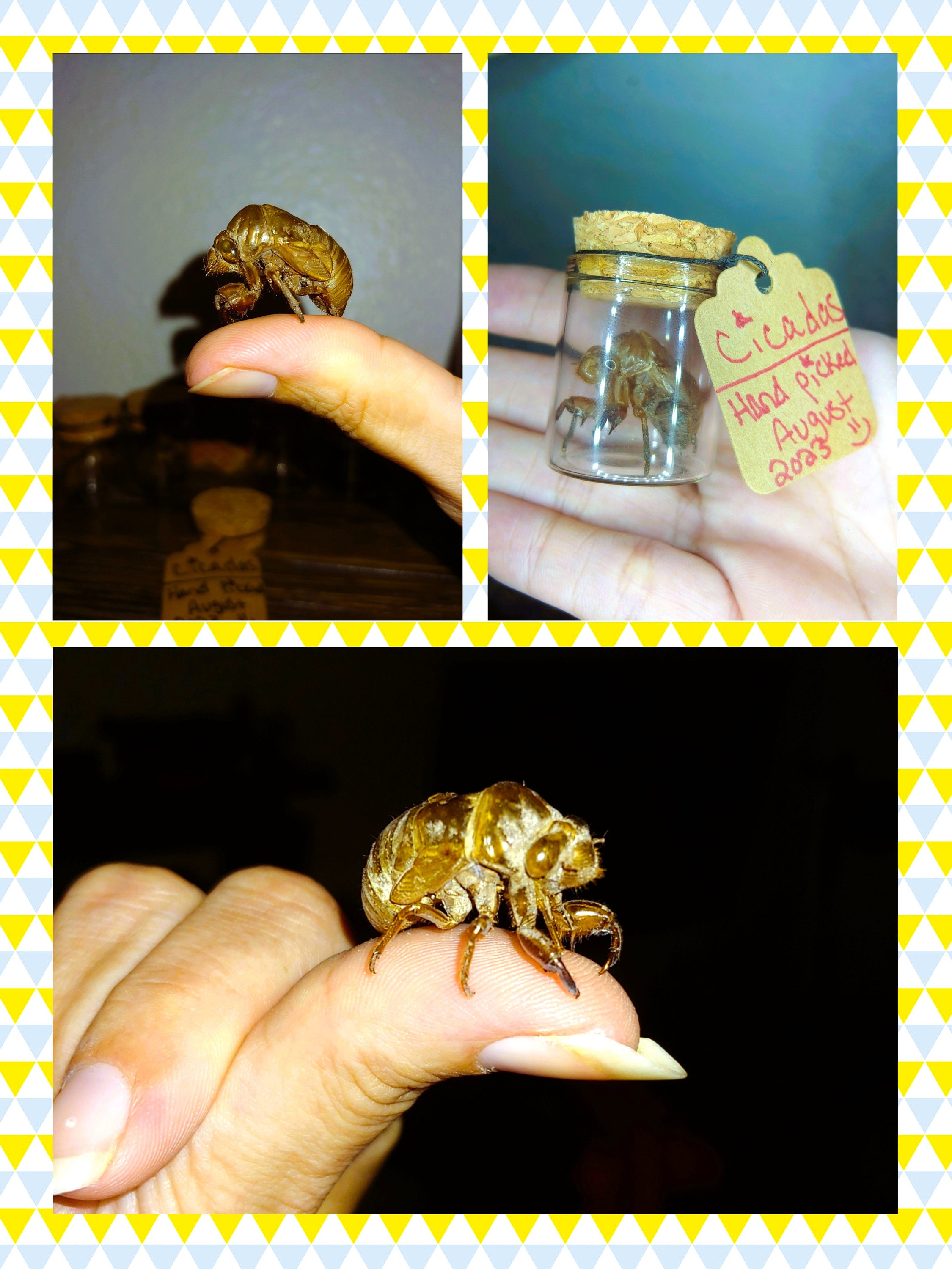 Cicada Exoskeleton Florida Cicadas Cicada Shell Oddities - Etsy