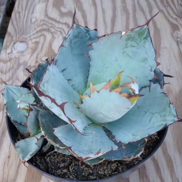 Agave titanota cv. Black and Blue Clumps All Pups Included 85