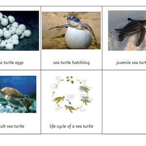 Carte en 5 parties du cycle de vie de la tortue verte Montessori en téléchargement PDF numérique Cartes flash imprimables de nomenclature de classe pour l'école à la maison