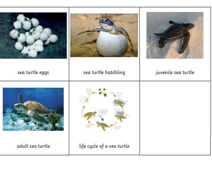 LIFE CYCLE of a TURTLE • 5 Montessori Cards • Flash Cards Nomenclature ...