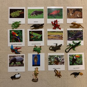 Animaux de la forêt tropicale Montessori 3 pièces Nomenclature Cartes flash Miniatures Figurines École à la maison Salle de classe Cartes d'apprentissage éducatives Jouets