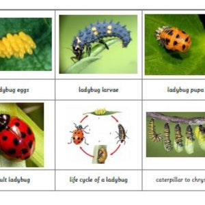 Montessori Ladybug Life Cycle 5 Parts Cards Digital PDF Downlaod Printable Homeschool Classroom Nomenclature Flash cards