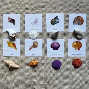 Montessori Seashells 3 Partes Cartões com Miniaturas (Este está sendo aposentado. Último) Home School Classroom Nomenclature Flash Cards