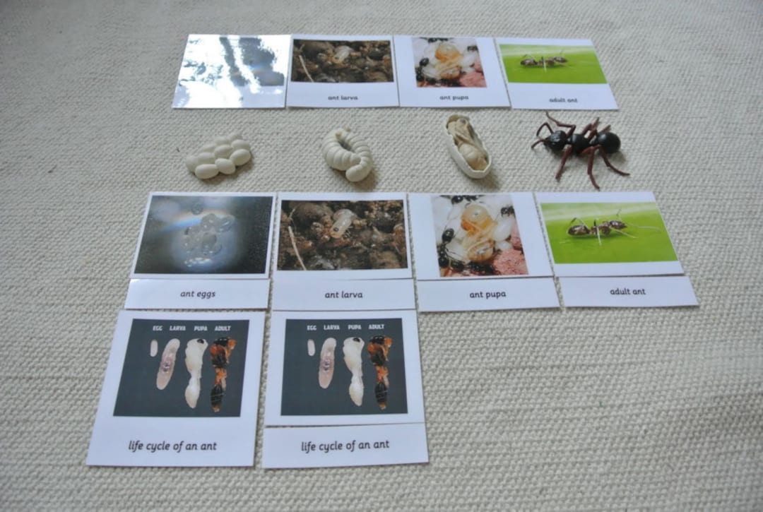Montessori Life Cycle of an Ant 5 Parts Nomenclature Flash Cards ...