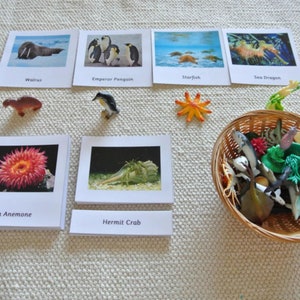 Montessori Sea Life Creatures and matching 3 Part Cards Set Homeschool Classroom