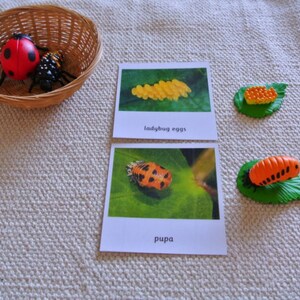 Cartes en 5 parties du cycle de vie de la coccinelle Montessori avec miniatures Cartes flash de nomenclature pour l'école et la classe à domicile