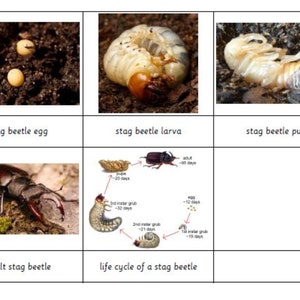 Montessori Life Cycle of A Stag Beetle 5 Parts Cards Digital PDF Download Printable Homeschool Classroom Nomenclature Flash cards