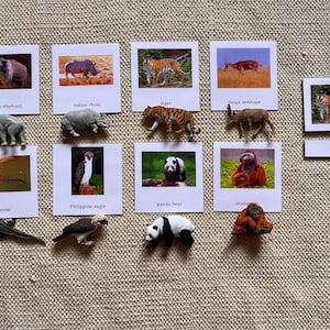 Cartões Montessori de animais selvagens asiáticos com 3 partes, cartões de memória flash para sala de aula de educação domiciliar, cartões de aprendizagem educacional, brinquedos de festa para crianças
