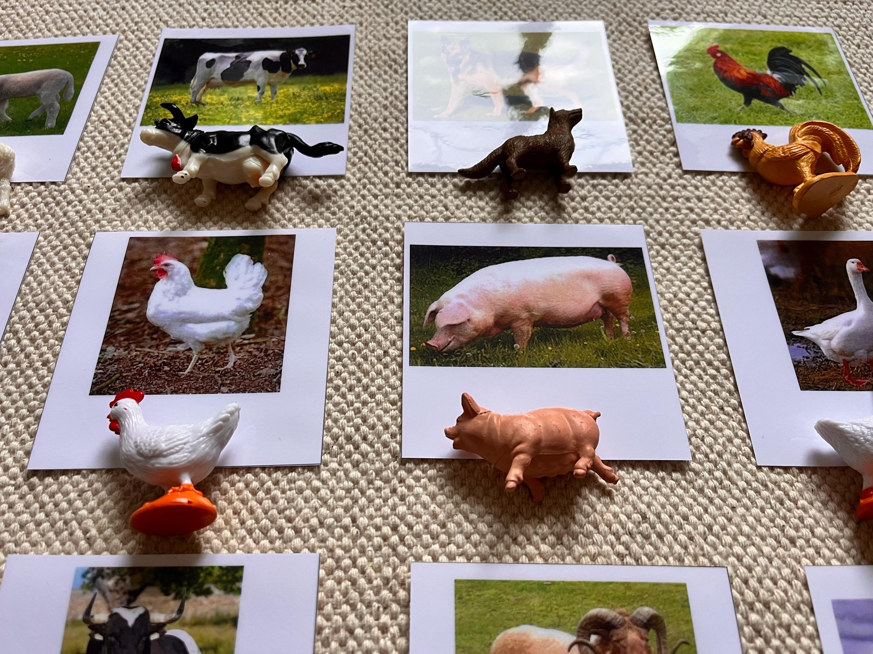 Montessori Common Farm Barn Animals 3 Parts Nomenclature Flash Cards ...