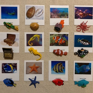 Montessori Coral Reef 3-teilige Karten mit Miniaturen Zuhause Schule Klassenzimmer Nomenklatur-Karten
