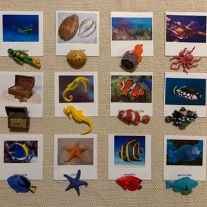 Montessori Coral Reef 3 Parts Cards with Miniatures Home School Classroom Nomenclature Flash Cards