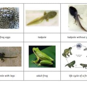 Montessori Frog Life Cycle 5 Parts Cards Digital PDF Download Printable Homeschool Classroom Nomenclature Flash cards