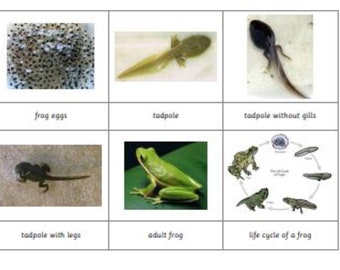 Montessori Frog Life Cycle 5 Parts Cards Digital PDF Download Printable Homeschool Classroom Nomenclature Flash cards