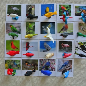 Montessori Gemeinsame Hinterhofvögel Exotische Vögel 3 Teile Nomenklatur Karteikarten Miniaturen Figuren Lernkarten Spielzeug für Kinder