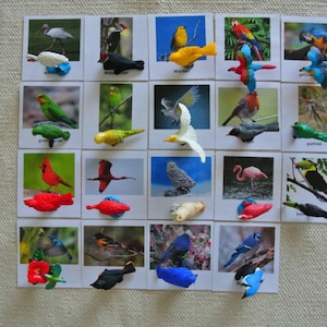 Tarjetas Montessori de pájaros comunes y exóticos, 3 piezas con miniaturas, juguete educativo, tarjetas Flash de nomenclatura para el aula y la escuela en casa