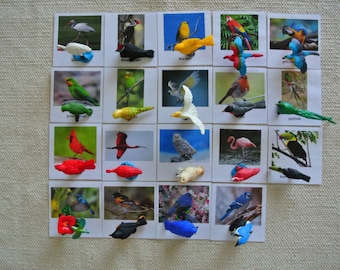 Montessori Common and Exotic Birds 3 Parts Cards with Miniatures Educational Toy Homeschool Classroom Nomenclature Flash Cards