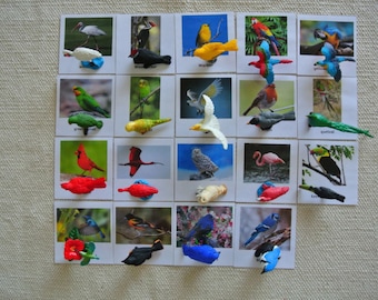 Montessori Common Backyard Birds Exotic Birds 3 Parts Nomenclature Flash Cards Miniatures Figurines Educational Learning Cards Toys for Kids