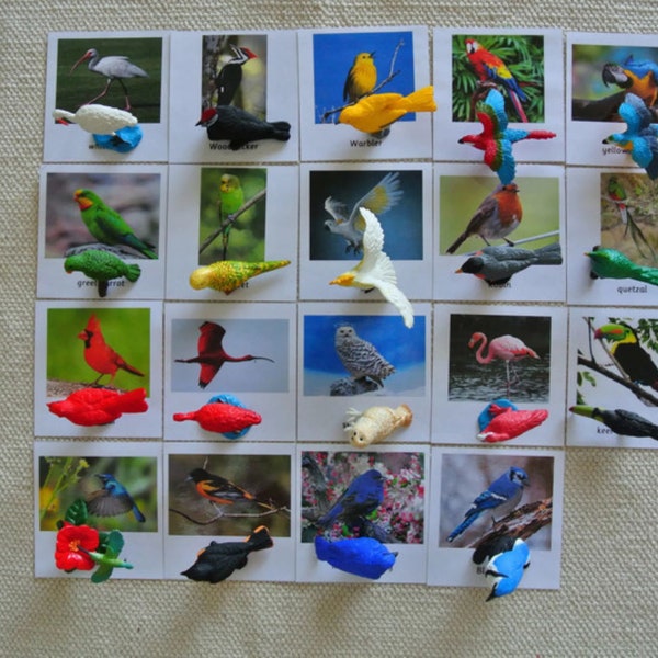 Montessori Common and Exotic Birds 3 Parts Cards with Miniatures Educational Toy Homeschool Classroom Nomenclature Flash Cards