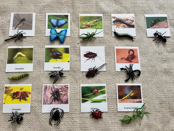 List Of Common Insects With Pictures
