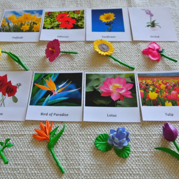 Montessori Common Flowers 3 Part Cards with Miniatures Home School Classroom Nomenclature Flash Cards