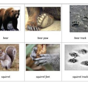 Montessori Inspired Animal Tracks 3 Part Cards Digital PDF Download Printable Homeschool Classroom Nomenclature Flash Cards