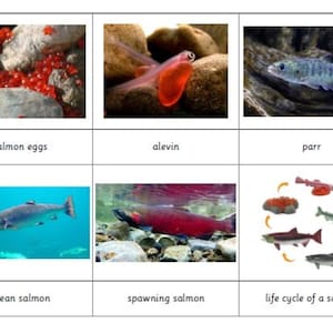 Montessori Life Cycle of A Salmon 5 Parts Cards Digital PDF Download Printable Homeschool Classroom Nomenclature Flash Cards