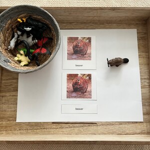 Cartes en 3 parties Montessori dans les bois avec miniatures Cartes flash de nomenclature pour l'école à la maison et la classe