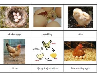 Montessori Life Cycle of A Chicken 5 Parts Cards Digital PDF Download Printable Homeschool Classroom Nomenclature Flash cards