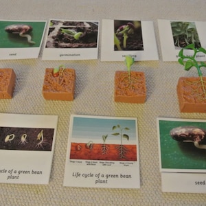 Ciclo di vita Montessori di una pianta di fagiolini verdi 5 parti Nomenclatura Flash Cards Miniature Figurine Homeschool Classroom Apprendimento educativo