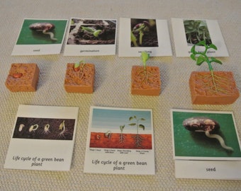 Montessori Life Cycle of a Green Bean Plant 5 Parts Cards with Miniatures Homeschool Classroom Nomenclature Flash Cards