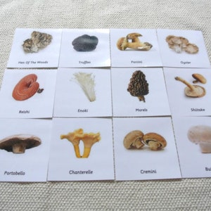 Montessori Common Mushrooms 3 Parts Cards Homeschool Classroom Nomenclature Flash Cards