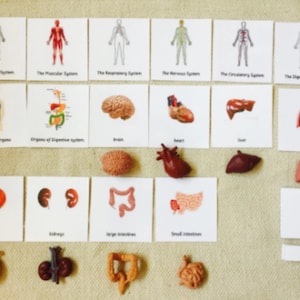 Anatomía humana Montessori, órganos humanos, estudio del cuerpo humano, tarjetas de 5 partes, miniaturas, hogar, escuela, aula, nomenclatura educativa, tarjetas didácticas
