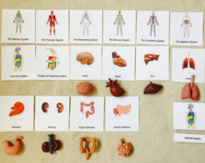 Human Organs Safari Toob Montessori Matching Activitymontessori Early