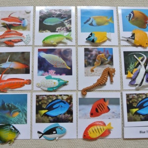 Home School Classroom Montessori Tropical Fish 3 Parts Cards with Miniatures