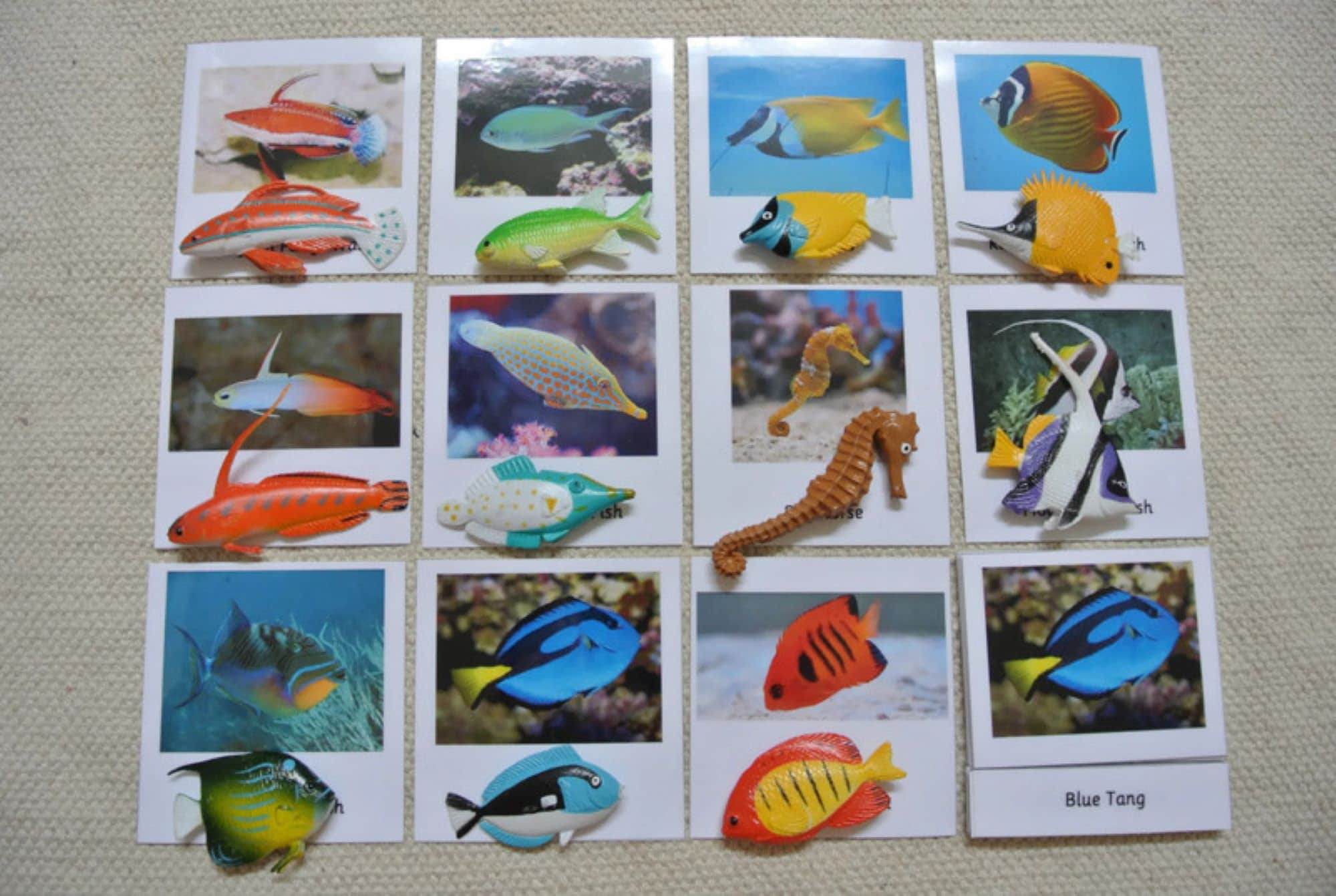 Home School Classroom Montessori Tropical Fish 3 Parts Cards with Miniatures