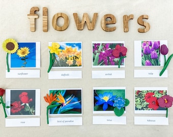 Montessori Common Flowers 3 Part Cards Miniatures Home School Classroom Nomenclature Flash Cards Educational Learning Cards Toys for Kids