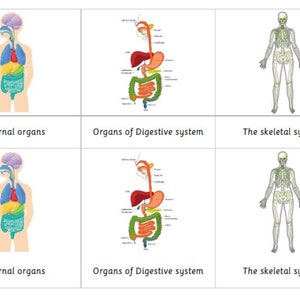 Montessori Human Anatomy Human Organs 5 Parts Cards Digital PDF Download Printable Homeschool Classroom Nomenclature Flash Cards