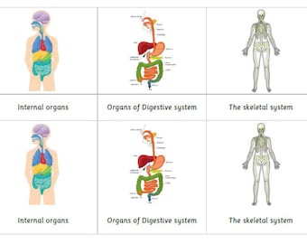 Montessori Anatomie des Menschen Organe 5 Teile Karten Digitale PDF Download druckbare Homeschool Klassenzimmer Nomenklatur-Sticker