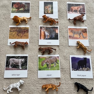 Montessori Big Cats Tier 3 Teile Nomenklatur Karten Miniaturen Homeschool Klassenzimmer Lernkarten Spielzeug für Kinder