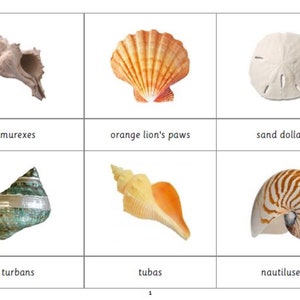 Montessori Seashells 3 Parts Cards Digital PDF Download Printable Homeschool Classroom Nomenclature Flash Cards