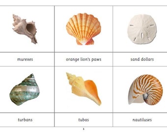 Montessori Muscheln 3 Teile Karten Digitale PDF Download Druckbare Homeschool Klassenzimmer Nomenklatur Flash Karten