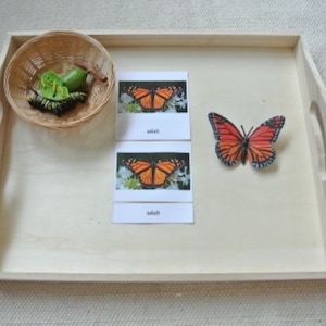 Montessori Monarch Butterfly Life Cycle 5 Parts Cards with Miniatures