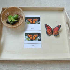 Ciclo de vida de la mariposa monarca Montessori, 5 partes, nomenclatura, tarjetas didácticas, figuras en miniatura, tarjetas de aprendizaje educativas, juguetes para niños